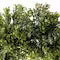 22" Boxwood Wreath – Lush Green Artificial Door Wreath for Front Porch, Wall Decor & Year-Round Home Styling